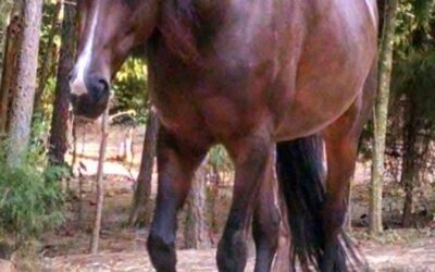 EQUINE POSTURE AND LOCOMOTION