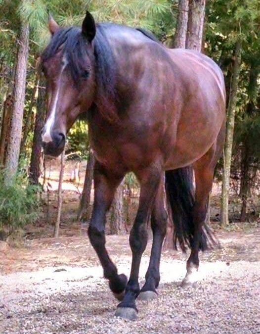 EQUINE POSTURE AND LOCOMOTION