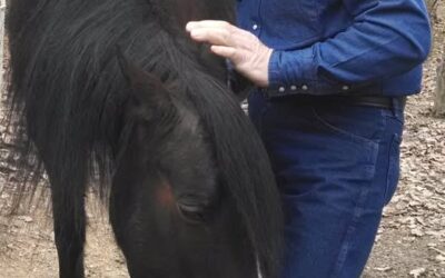 CAN YOUR HORSE READ YOUR MIND