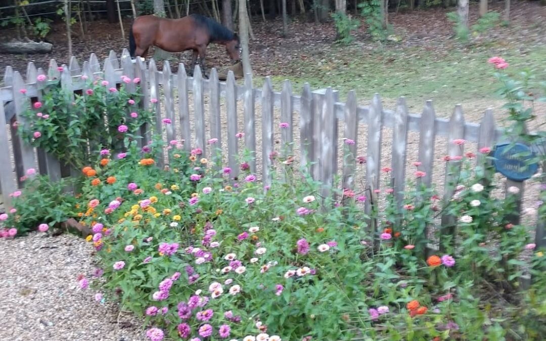 ZINNIAS and ETERNAL LIFE