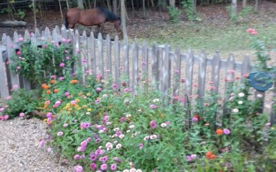 ZINNIAS and ETERNAL LIFE