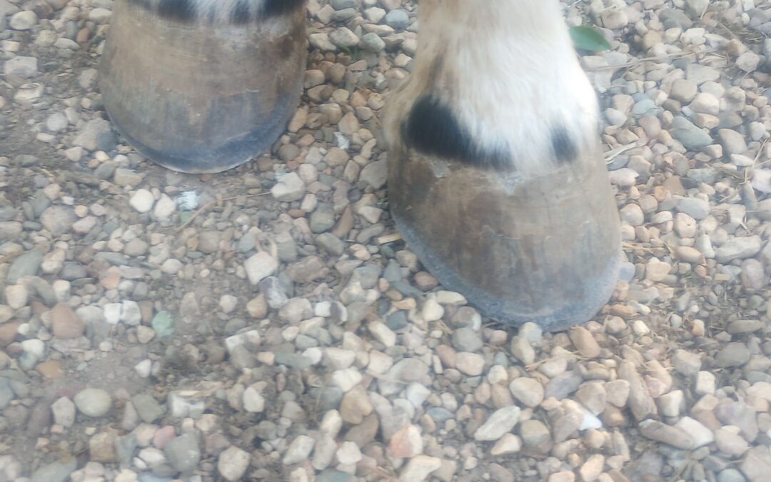 YES THE HORSE’S FEET MATTER