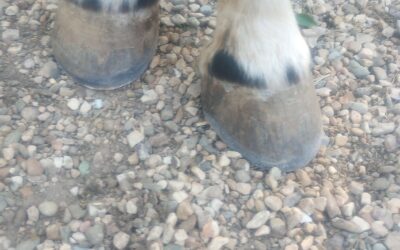 YES THE HORSE’S FEET MATTER