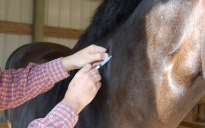 THOUGHTS ON REPEATED HORSE VACCINATIONS