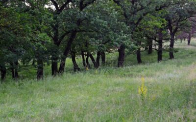 WHAT IS A MEADOW