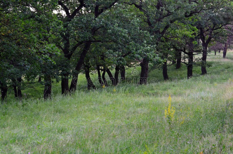 WHAT IS A MEADOW