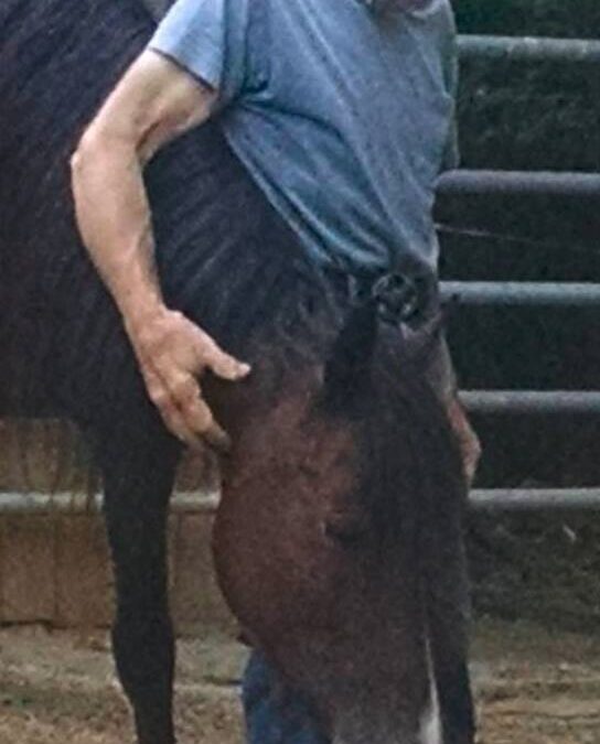EMOTIONS – HUMAN TO HORSE